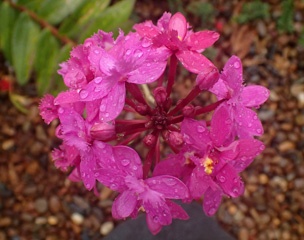 PA246134a.jpg